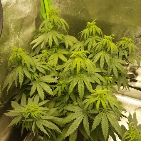 Blue Dream Auto #4 growlog timeline photo