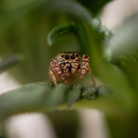 Blue Dream Auto #4 growlog timeline photo