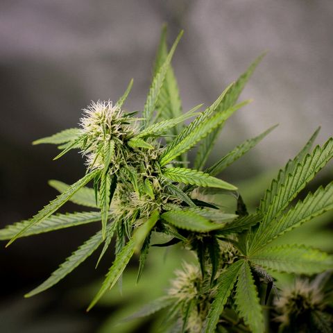 Blue Dream Auto #4 growlog timeline photo