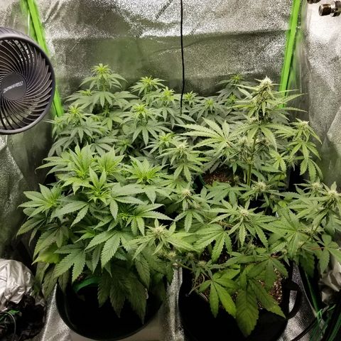 Blue Dream Auto #4 growlog timeline photo