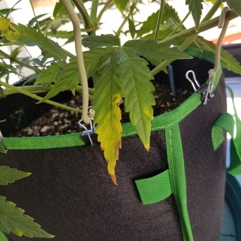 Blue Dream Auto #4 growlog timeline photo