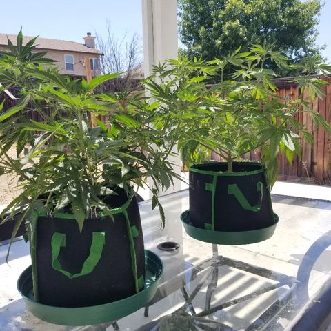 Blue Dream Auto #4 growlog timeline photo