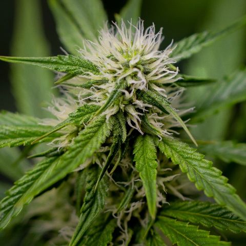 Blue Dream Auto #4 growlog timeline photo