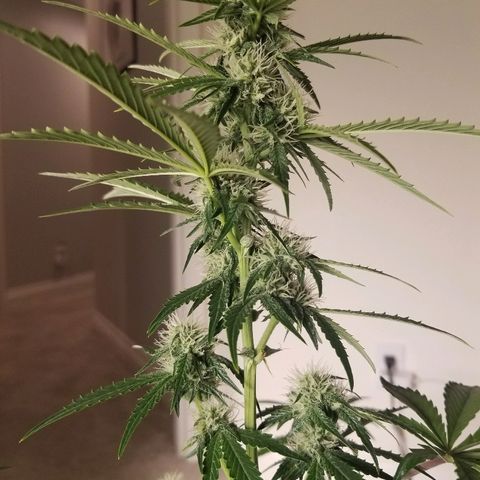 Blue Dream Auto #4 growlog timeline photo
