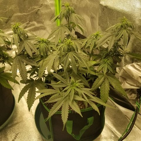 Blue Dream Auto #4 growlog timeline photo