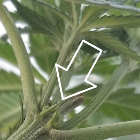 Blue Dream Auto #4 growlog timeline photo