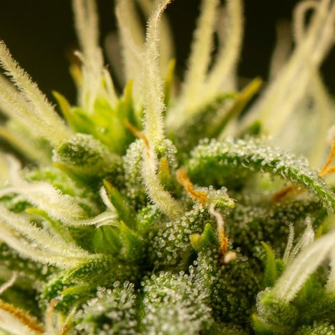 Blue Dream Auto #4 growlog timeline photo