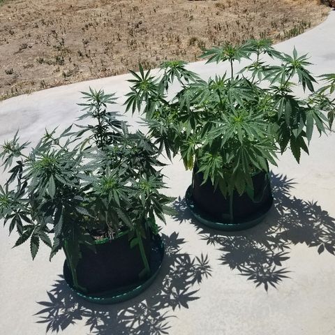 Blue Dream Auto #4 growlog timeline photo