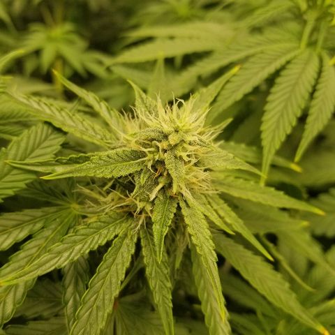 Blue Dream Auto #4 growlog timeline photo