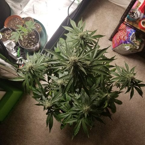 Blue Dream Auto #4 growlog timeline photo