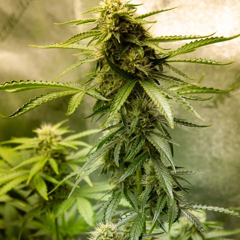 Blue Dream Auto #4 growlog timeline photo