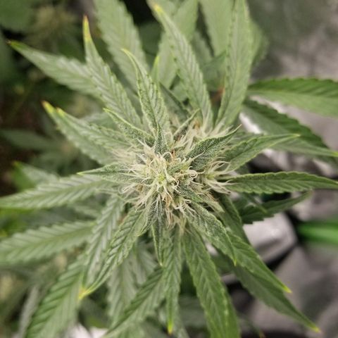 Blue Dream Auto #4 growlog timeline photo