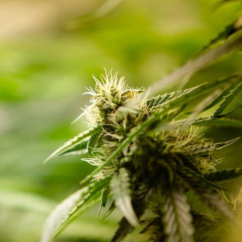 Blue Dream Auto #4 growlog timeline photo