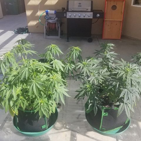 Blue Dream Auto #4 growlog timeline photo