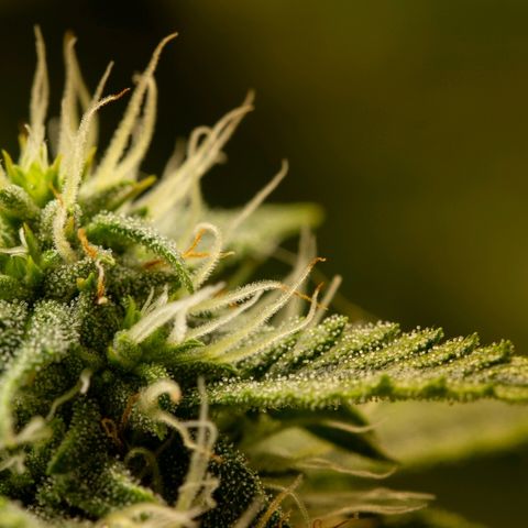 Blue Dream Auto #4 growlog timeline photo