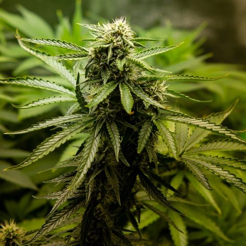Blue Dream Auto #4 growlog timeline photo