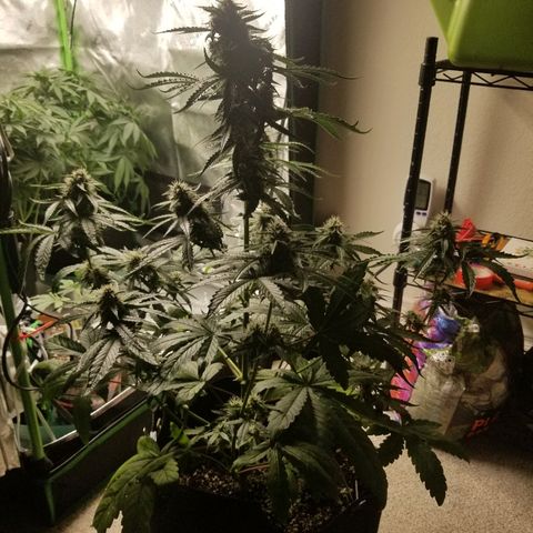 Blue Dream Auto #4 growlog timeline photo