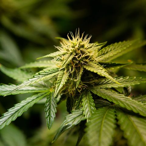 Blue Dream Auto #4 growlog timeline photo