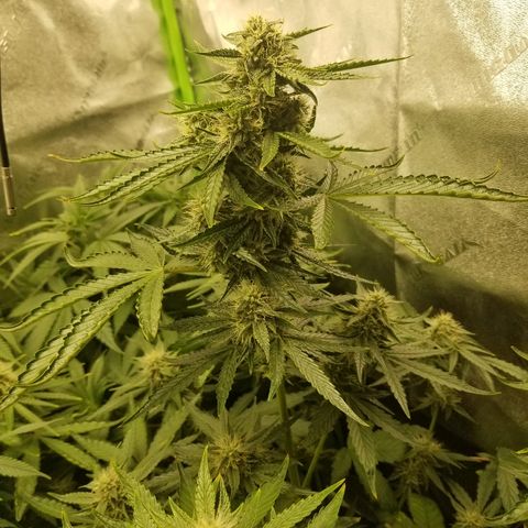 Blue Dream Auto #4 growlog timeline photo