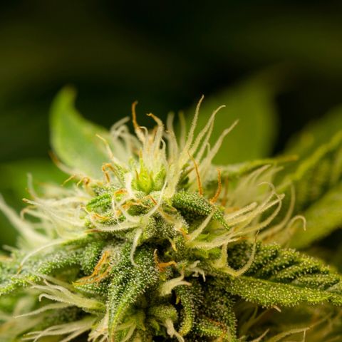 Blue Dream Auto #4 growlog timeline photo