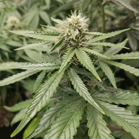 Blue Dream Auto #4 growlog timeline photo