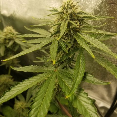 Blue Dream Auto #4 growlog timeline photo