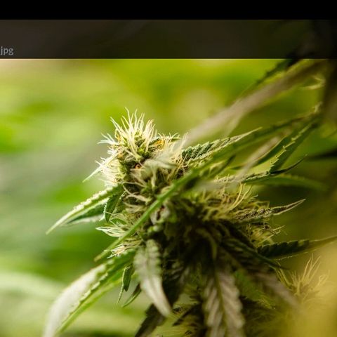 Blue Dream Auto #4 growlog timeline photo