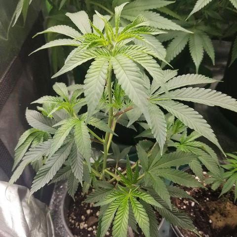 Blue Dream Auto #4 growlog timeline photo