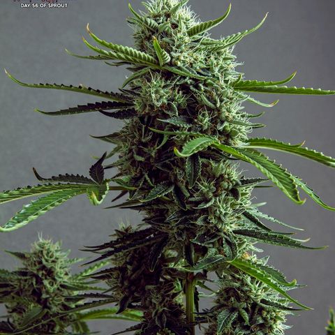 Blue Dream Auto #4 growlog timeline photo
