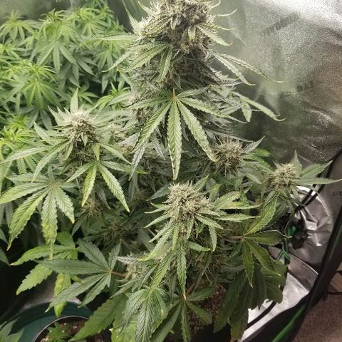 Blue Dream Auto #4 growlog timeline photo