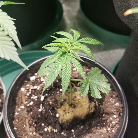 Blue Dream Auto #4 growlog timeline photo