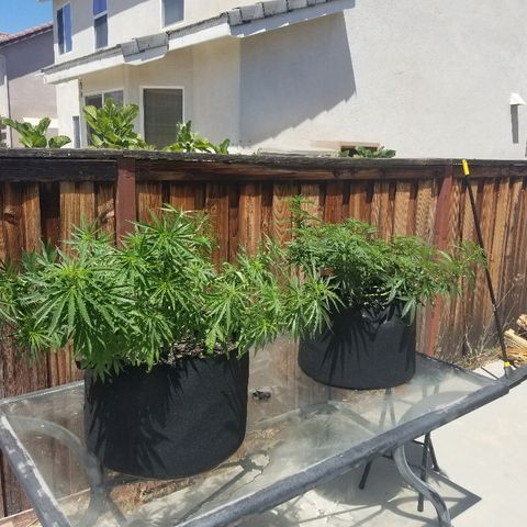 Blue Dream Auto #4 growlog timeline photo