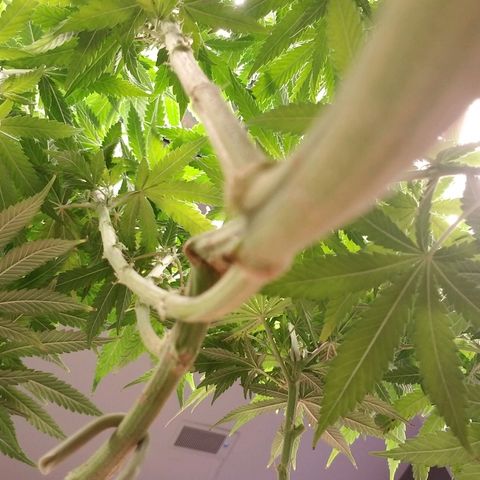 Blue Dream Auto #4 growlog timeline photo