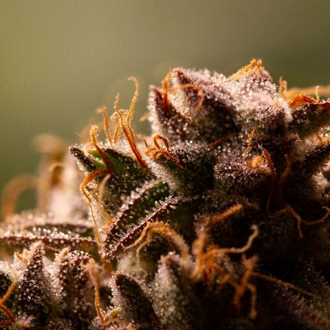 Blue Dream Auto #4 growlog timeline photo