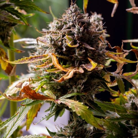 Blue Dream Auto #4 growlog timeline photo