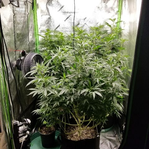 Blue Dream Auto #4 growlog timeline photo