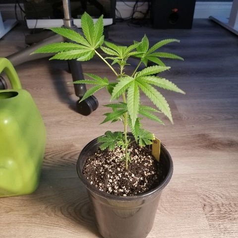 Blue Dream Auto #4 growlog timeline photo