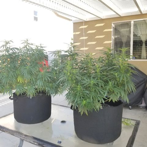 Blue Dream Auto #4 growlog timeline photo