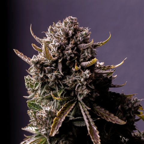 Blue Dream Auto #4 growlog timeline photo