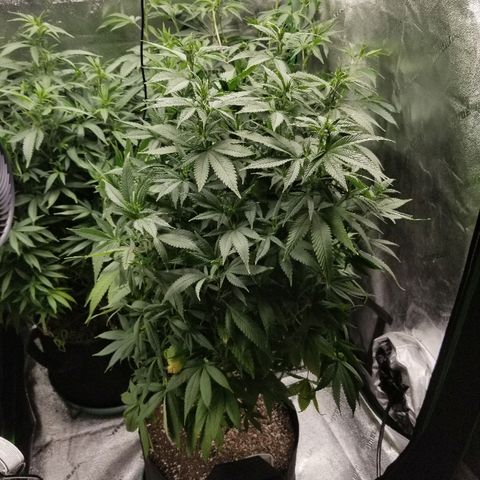 Blue Dream Auto #4 growlog timeline photo