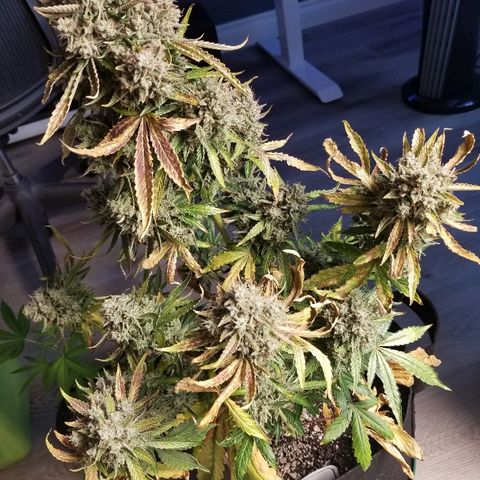 Blue Dream Auto #4 growlog timeline photo