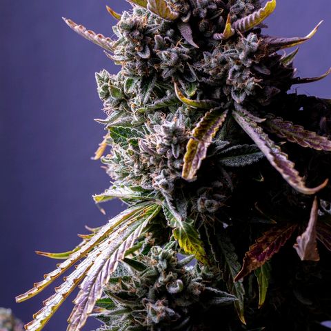 Blue Dream Auto #4 growlog timeline photo