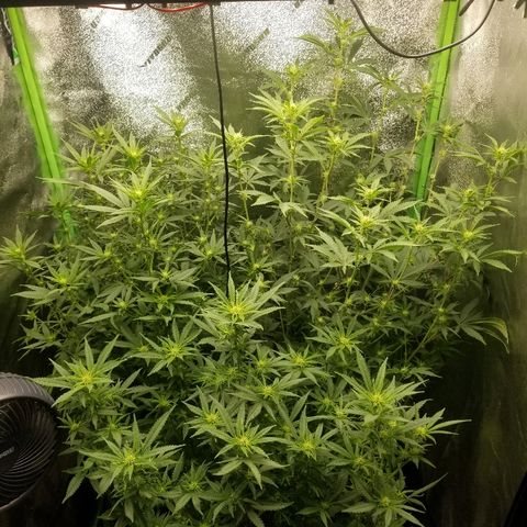 Blue Dream Auto #4 growlog timeline photo