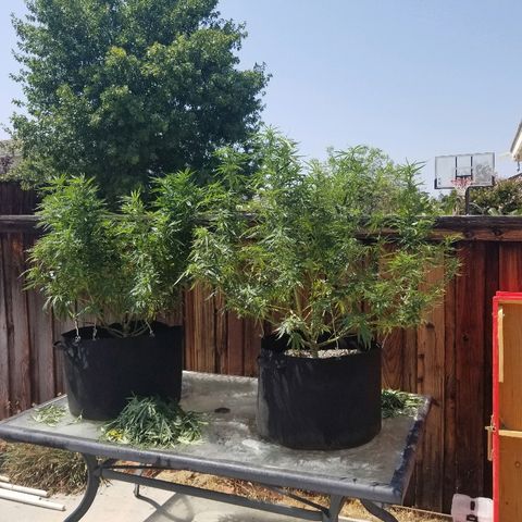 Blue Dream Auto #4 growlog timeline photo