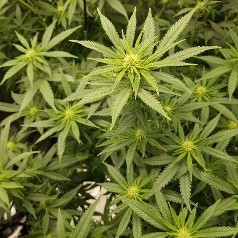 Blue Dream Auto #4 growlog timeline photo