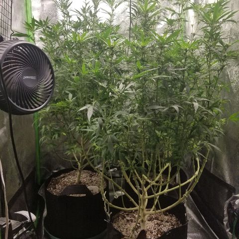 Blue Dream Auto #4 growlog timeline photo