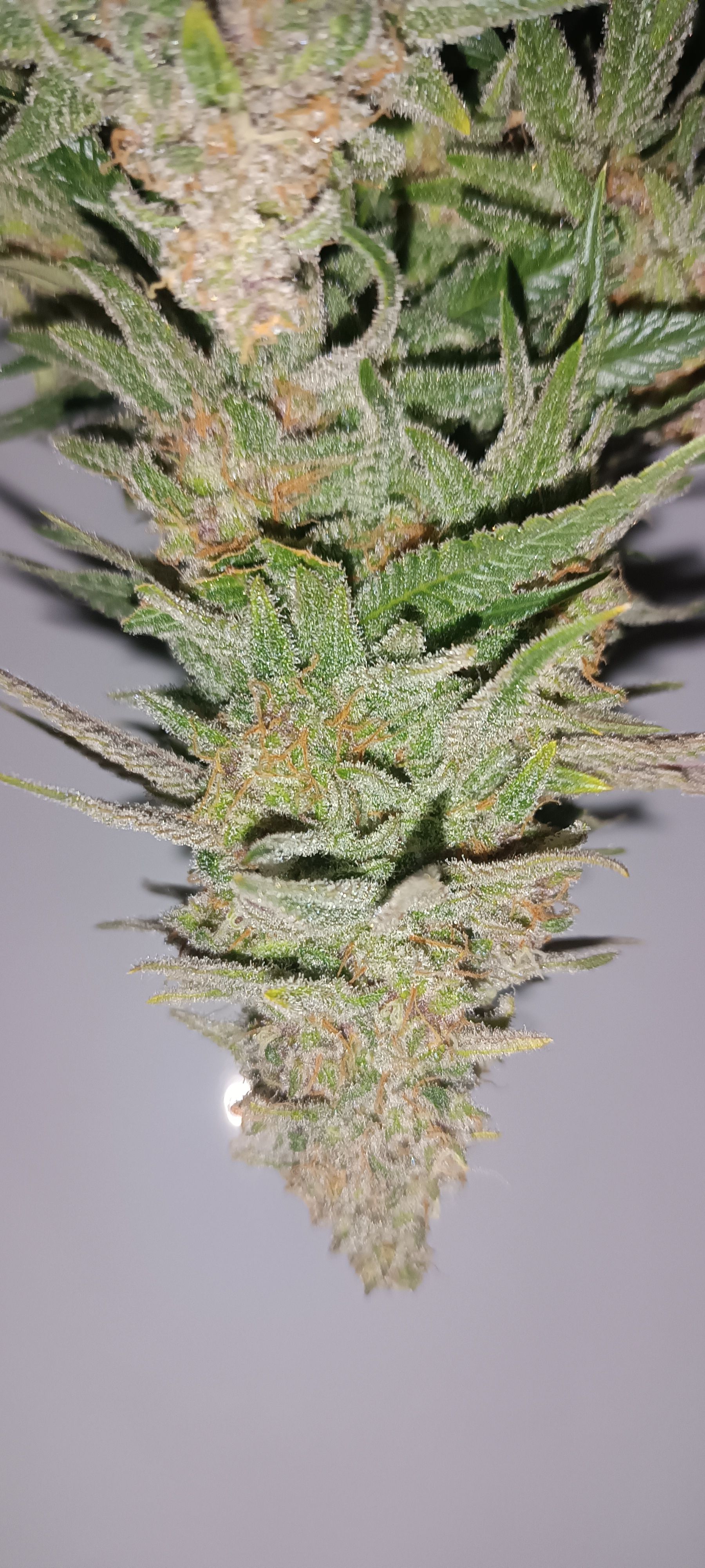 Purple Cookie Kush growlog header