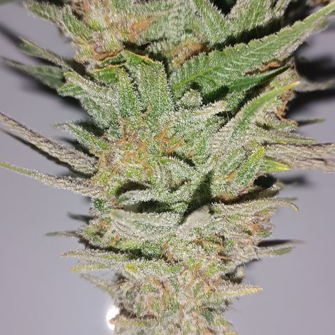 Purple Cookie Kush growlog in Growbox 80x80