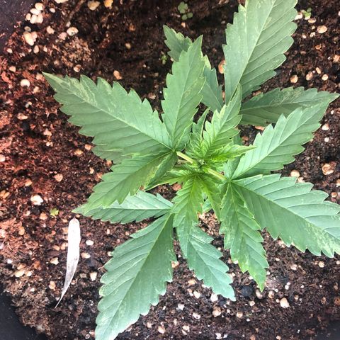 Blueberry Automatic growlog timeline photo