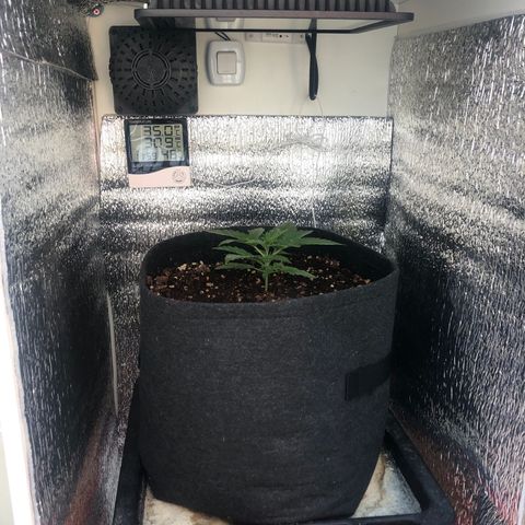 Blueberry Automatic growlog timeline photo